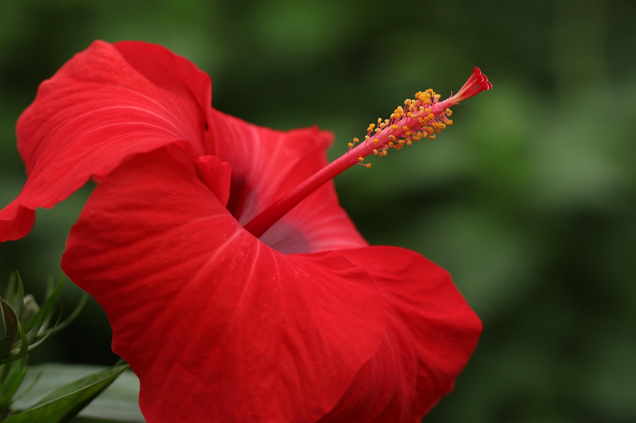 Sfeervolle lichtslingers tussen palmbladeren. Sfeervolle lichtslingers tussen palmbladeren.