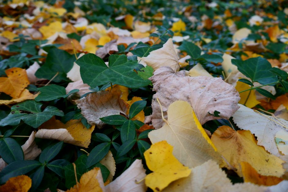 Verschillende blauwtinten creëren kalme herfstsfeer. Verschillende blauwtinten creëren kalme herfstsfeer.