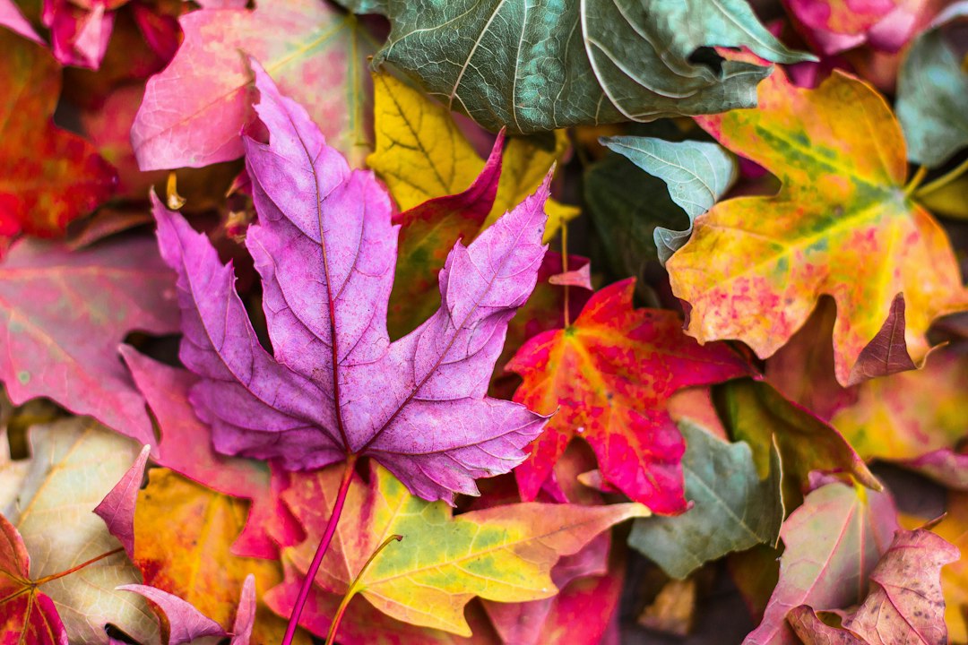 Rustgevende herfstsfeer met diverse groene tinten. Rustgevende herfstsfeer met diverse groene tinten.